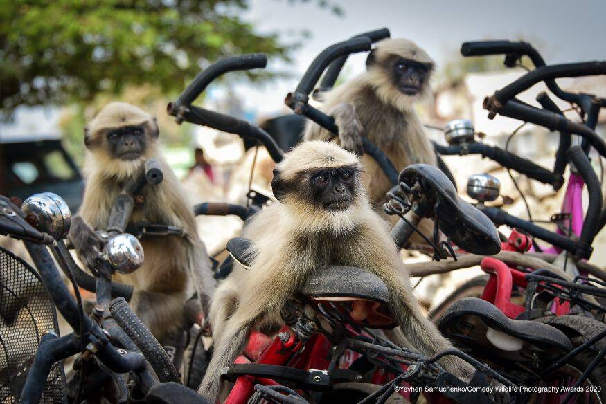 (Image: Yevhen Samuchenko/Comedy Wildlife Photo Awards 2020)