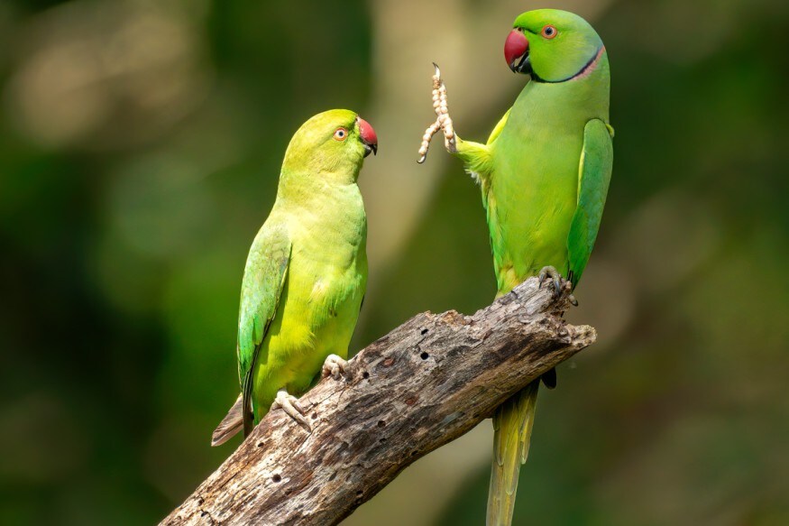 Comedy Wildlife Photography Awards 2020| എക്സ്പ്രഷനിട്ട് 'മരിച്ച്' സിംഹവും ചിമ്പാൻസിയും