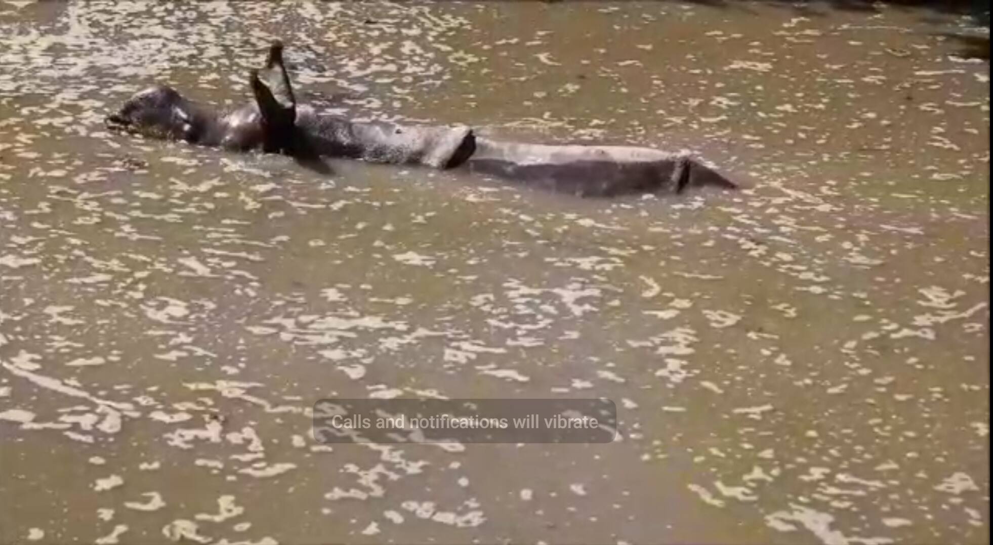 കുഞ്ഞുങ്ങളിൽ ആറ് പേർക്ക് രണ്ടര വയസോളം പ്രായമുണ്ട്. ഒന്നിന് ഒരു വയസ് തികയുന്നതേയുള്ളു. മുതിർന്ന ആളുകളെ പുറത്തേക്ക് മേയാൻ വിടുന്നുണ്ടെങ്കിലും കുഞ്ഞ് ഇപ്പോഴും വെറ്ററിനറി ടീമിന്റെ നിരീക്ഷണത്തിൽ കഴിയുകയാണ്.