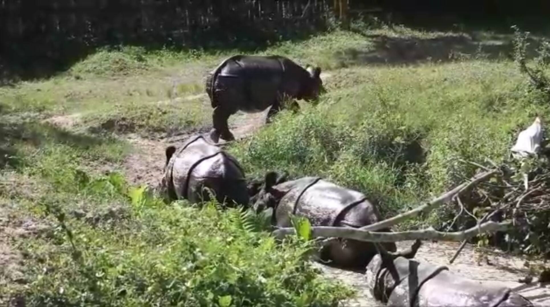 കാസിരംഗയിലെ കുഞ്ഞതിഥികൾ