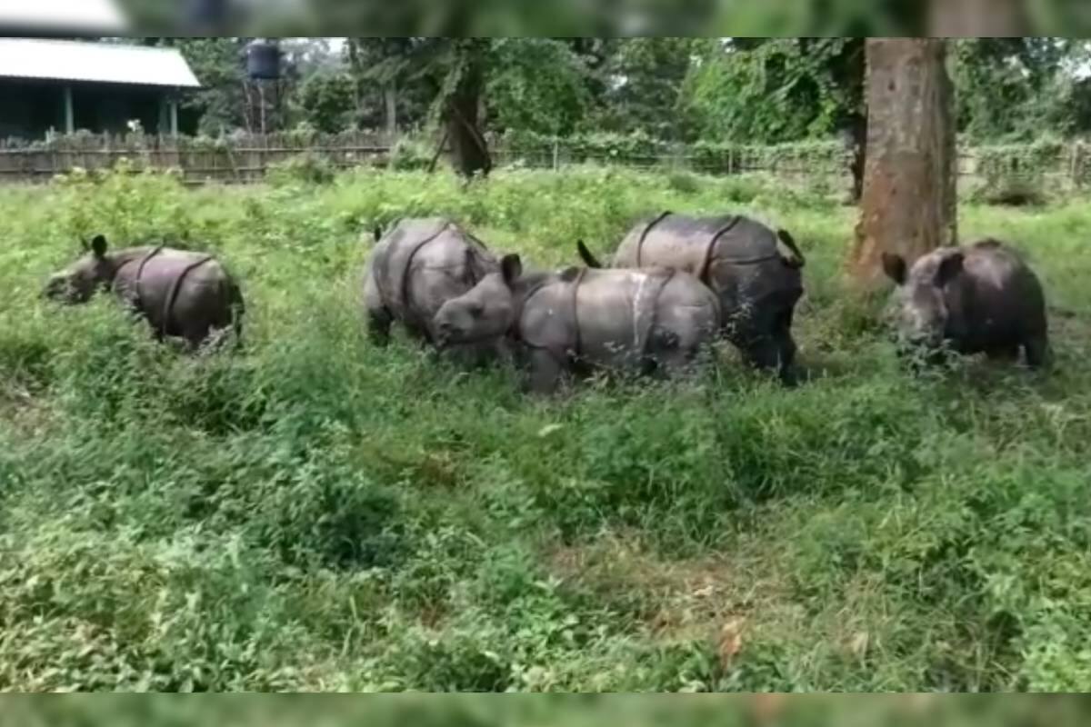 അസമിലെ കാസിരംഗ സെന്റെർ ഫോർ വൈൽഡ് ലൈഫ് റീഹാബിലിറ്റേഷൻ ആൻഡ് കൺസേര്വേഷൻ (CWRC)കേന്ദ്രത്തിൽ ഇപ്പോൾ കൗതുകമാകുന്നത് ഏഴ് കാണ്ടാമൃഗക്കുഞ്ഞുങ്ങളാണ്.
