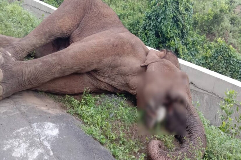  അട്ടപ്പാടിയിൽ വായിൽ മുറിവേറ്റ് ഗുരുതരാവസ്ഥയിൽ കഴിഞ്ഞിരുന്ന കാട്ടാന ചെരിഞ്ഞു.