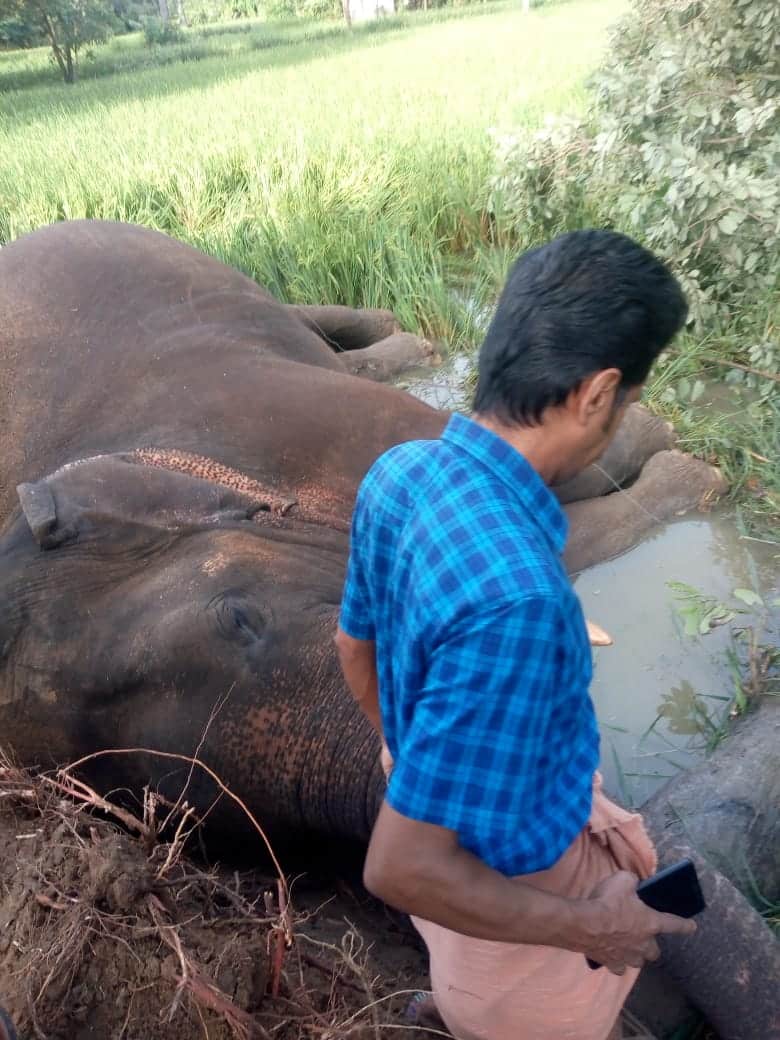 നെൽവയലിലേയ്ക്കിറങ്ങിയ കാട്ടാന പാടവരമ്പത്തുള്ള മരം കുത്തിമറിച്ചിട്ടതോടെ സമീപത്തെ വൈദ്യുതിലൈൻ പൊട്ടിവീണു. നെൽവയലിലേയ്ക്കിറങ്ങിയ കാട്ടാന പാടവരമ്പത്തുള്ള മരം കുത്തിമറിച്ചിട്ടതോടെ സമീപത്തെ വൈദ്യുതിലൈൻ പൊട്ടിവീണു.