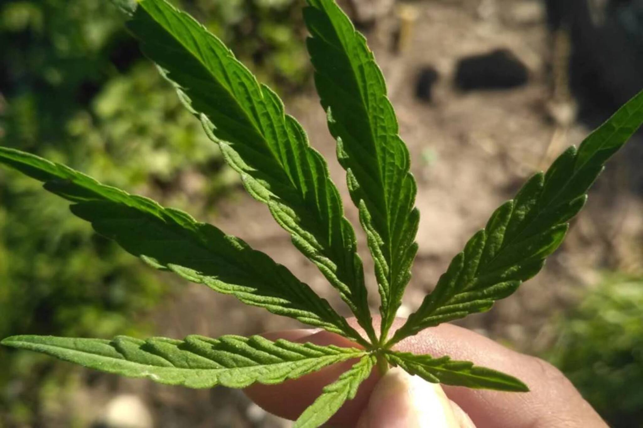 കഞ്ചാവ് നിയമവിധേയമാക്കണം; പൊതുജനത്തിന്റെ മനസിലിരുപ്പ് കണ്ടെത്താൻ ഒരു രാജ്യം