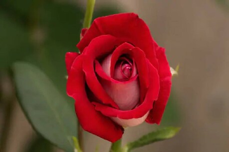 World Rose Day 2020| ഇന്ന് റോസാപ്പൂക്കളുടെ ദിനം; ക്യാൻസർ പോരാളികൾക്ക് സന്തോഷവും പ്രതീക്ഷയും നേർന്ന് നെറ്റിസൺസ് World Rose Day 2020| ഇന്ന് റോസാപ്പൂക്കളുടെ ദിനം; ക്യാൻസർ പോരാളികൾക്ക് സന്തോഷവും പ്രതീക്ഷയും നേർന്ന് നെറ്റിസൺസ്