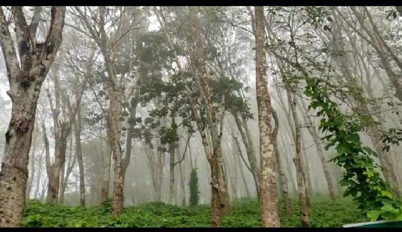  വീട്ടിലിരുന്നു മടുത്തതിനാൽ കാഴ്ച കാണാൻ എത്തിയെന്നാണ് ചിലർ പൊലീസിനോട് പറഞ്ഞത്. കോവിഡ് വ്യാപന പശ്ചാത്തലത്തിൽ കാഴ്ച വേണോ ജീവൻ വേണോ എന്നായിരുന്നു പൊലീസിന്റെ മറുചോദ്യം. പകർച്ചവ്യാധി നിരോധന നിയമപ്രകാരമാണ് മുഴുവൻ പേർക്കെതിരെയും കേസെടുത്തത്.