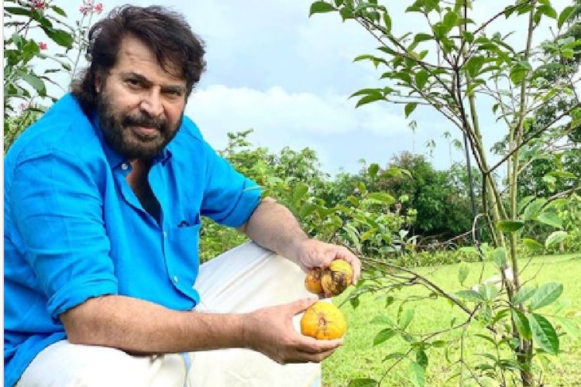  ലോക്ക്ഡൗൺ കാലത്ത് കർഷകവൃത്തിയിലും കഴിവ് തെളിയിച്ച് മമ്മൂട്ടി. സ്വന്തം  ആരാമത്തിൽ വളർത്തിയ പഴം വിളവെടുത്ത ചിത്രവുമായി താരം സോഷ്യൽ മീഡിയയിൽ എത്തുന്നു. പ്രകൃതി സ്നേഹിയാണ് മമ്മൂട്ടി എന്നകാര്യം ഏവർക്കും അറിയാവുന്നതാണ്