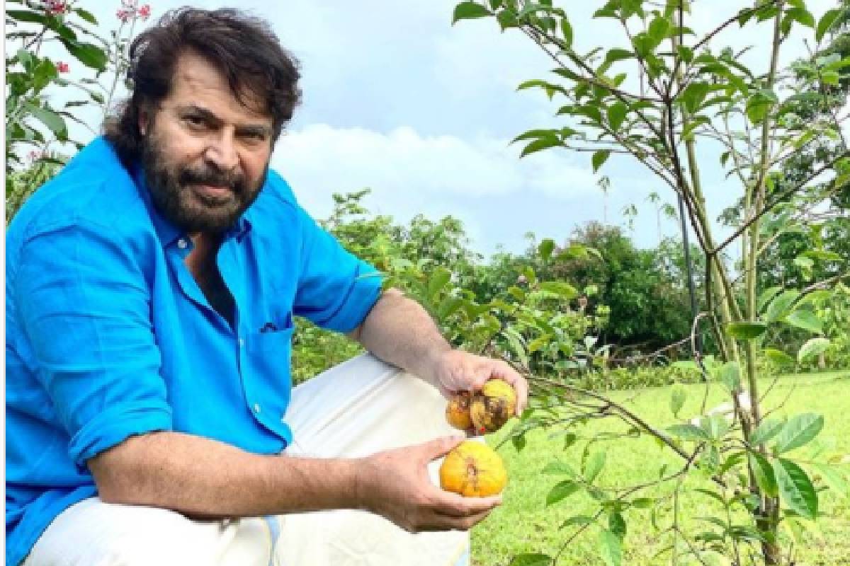 Mammootty | ലോക്ക്ഡൗൺ കാലത്ത് കൃഷിയും; വിളവെടുപ്പിന്റെ ചിത്രവുമായി മമ്മൂട്ടി
