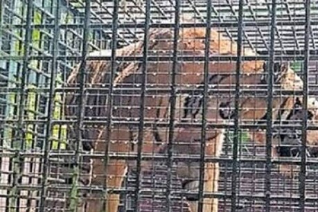 വയനാട്ടിൽ നിന്നും തിരുവനന്തപുരത്ത് എത്തിച്ച കടുവ കൂട് പൊളിച്ച് രക്ഷപ്പെട്ടു; തെരച്ചിൽ ശക്തമാക്കി വനം വകുപ്പ് വയനാട്ടിൽ നിന്നും തിരുവനന്തപുരത്ത് എത്തിച്ച കടുവ കൂട് പൊളിച്ച് രക്ഷപ്പെട്ടു; തെരച്ചിൽ ശക്തമാക്കി വനം വകുപ്പ്