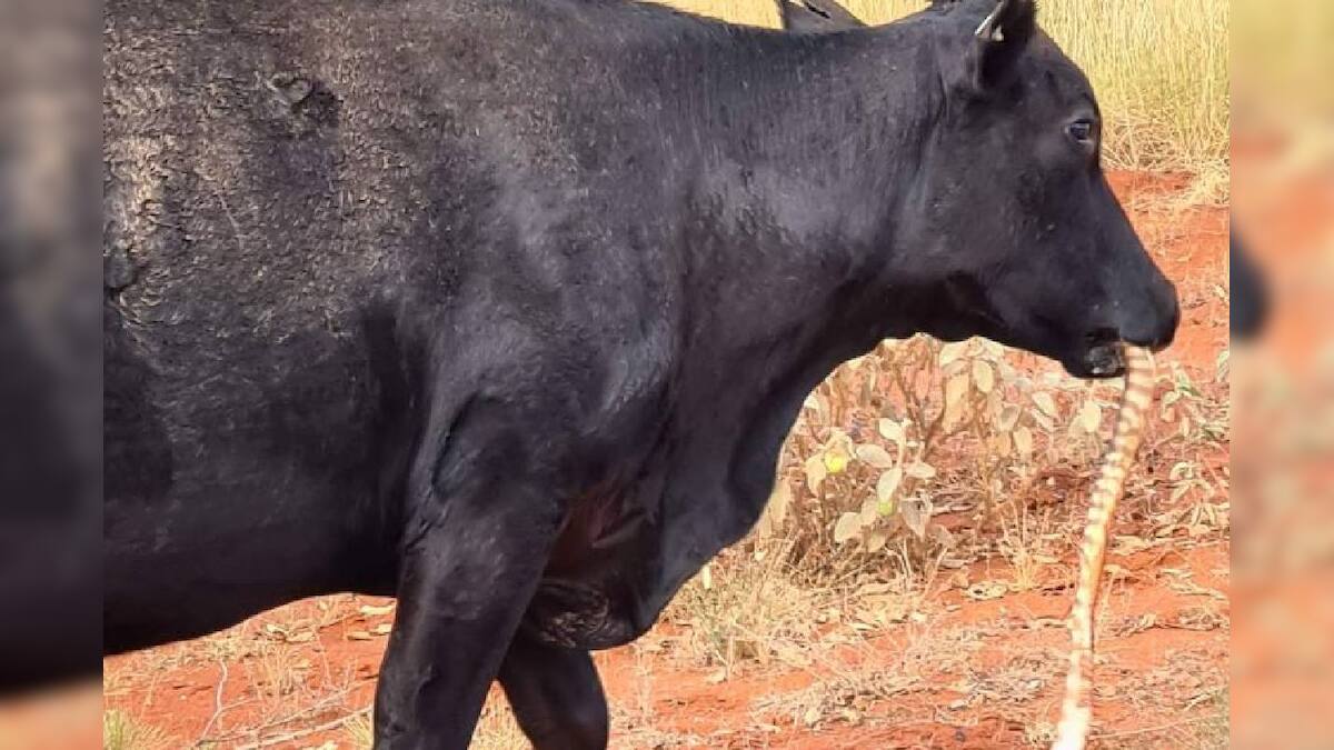 Phython Cow വിശന്നാൽ എന്തും തിന്നുമോ? പെരുമ്പാമ്പിനെ അകത്താക്കുന്ന പശുവിന്റെ ചിത്രം ...