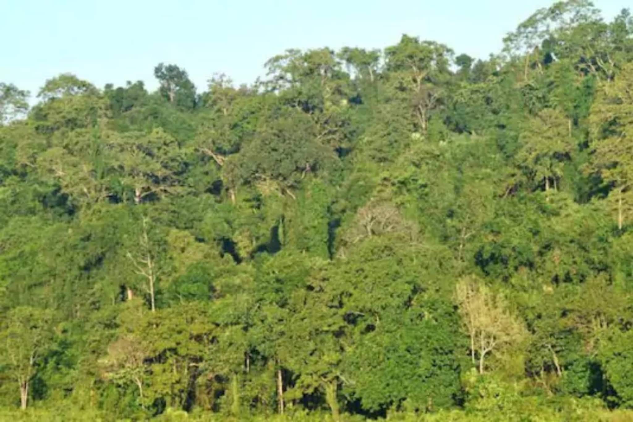 വഴക്കുപറഞ്ഞതിന് വീട്ടില്‍ നിന്നും ഇറങ്ങിയ 17കാരിയെ 19കാരനോടൊപ്പം വനത്തില്‍ കണ്ടെത്തി