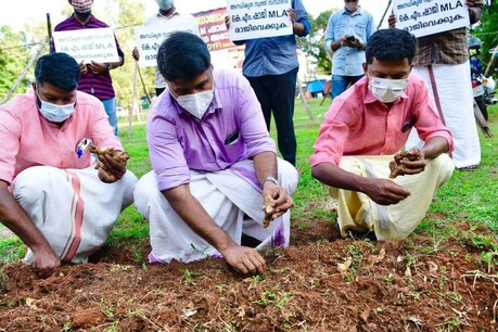 കെ.എം ഷാജിക്കെതിരെ ഇഞ്ചി നടൽ സമരവുമായി ഡി വൈ എഫ് ഐ കെ.എം ഷാജിക്കെതിരെ ഇഞ്ചി നടൽ സമരവുമായി ഡി വൈ എഫ് ഐ