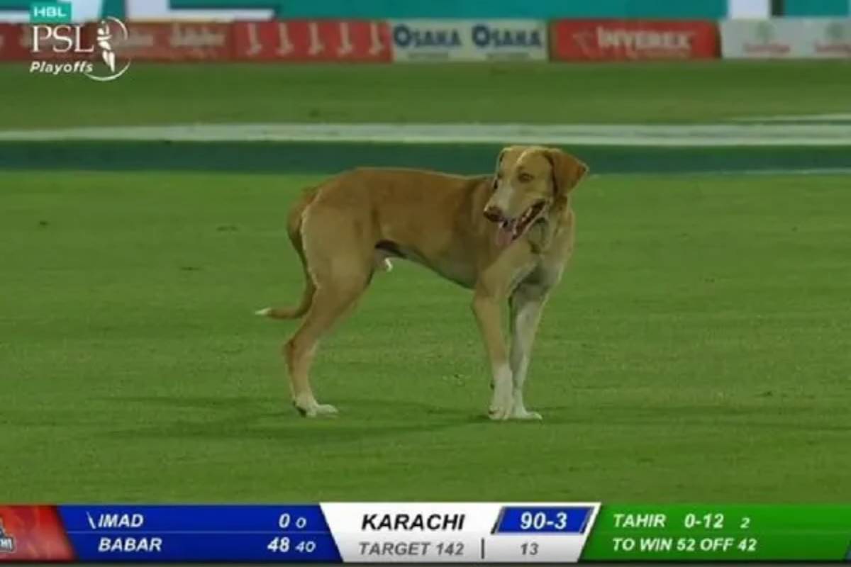 dog stops play in Pakistan