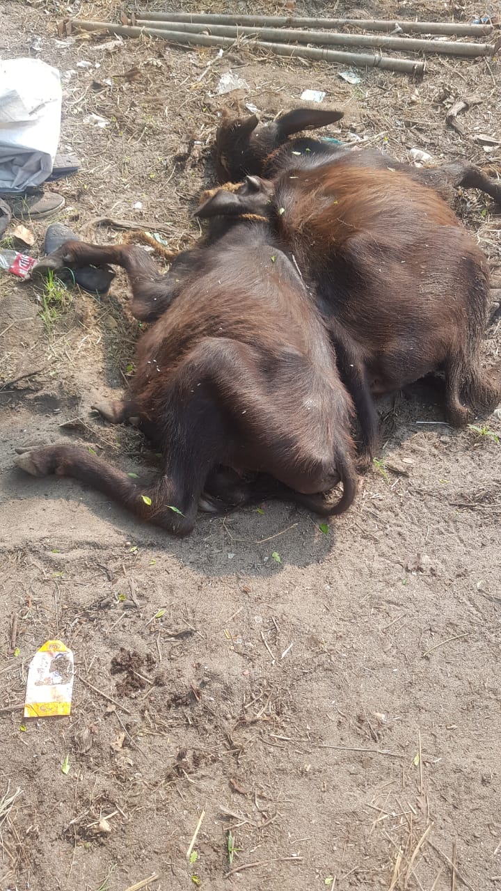  രോഗം ബാധിച്ച പോത്തുകളെ കൊണ്ടുവന്ന വഴി ചത്തതാണോ ആന്ധ്രയിൽ തന്നെ ചത്ത പോത്തുകളെ കൊണ്ടു വന്നതാണോ എന്ന് വ്യക്തമല്ല.