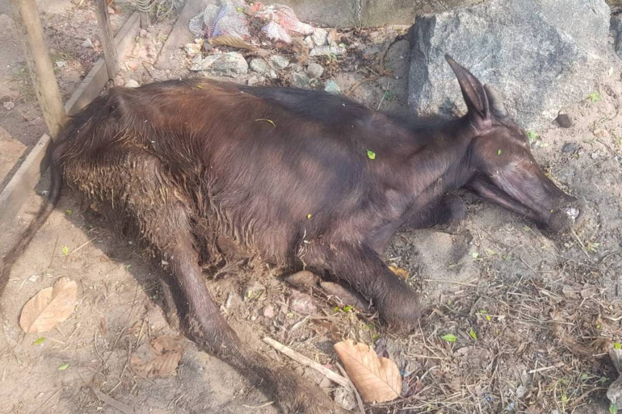 കൊല്ലത്തു കൊണ്ടുവന്ന അറവുമാടുകൾ ചത്ത നിലയിൽ; നഗരസഭ നടപടിയെടുത്തില്ലെന്ന് പരാതി... 