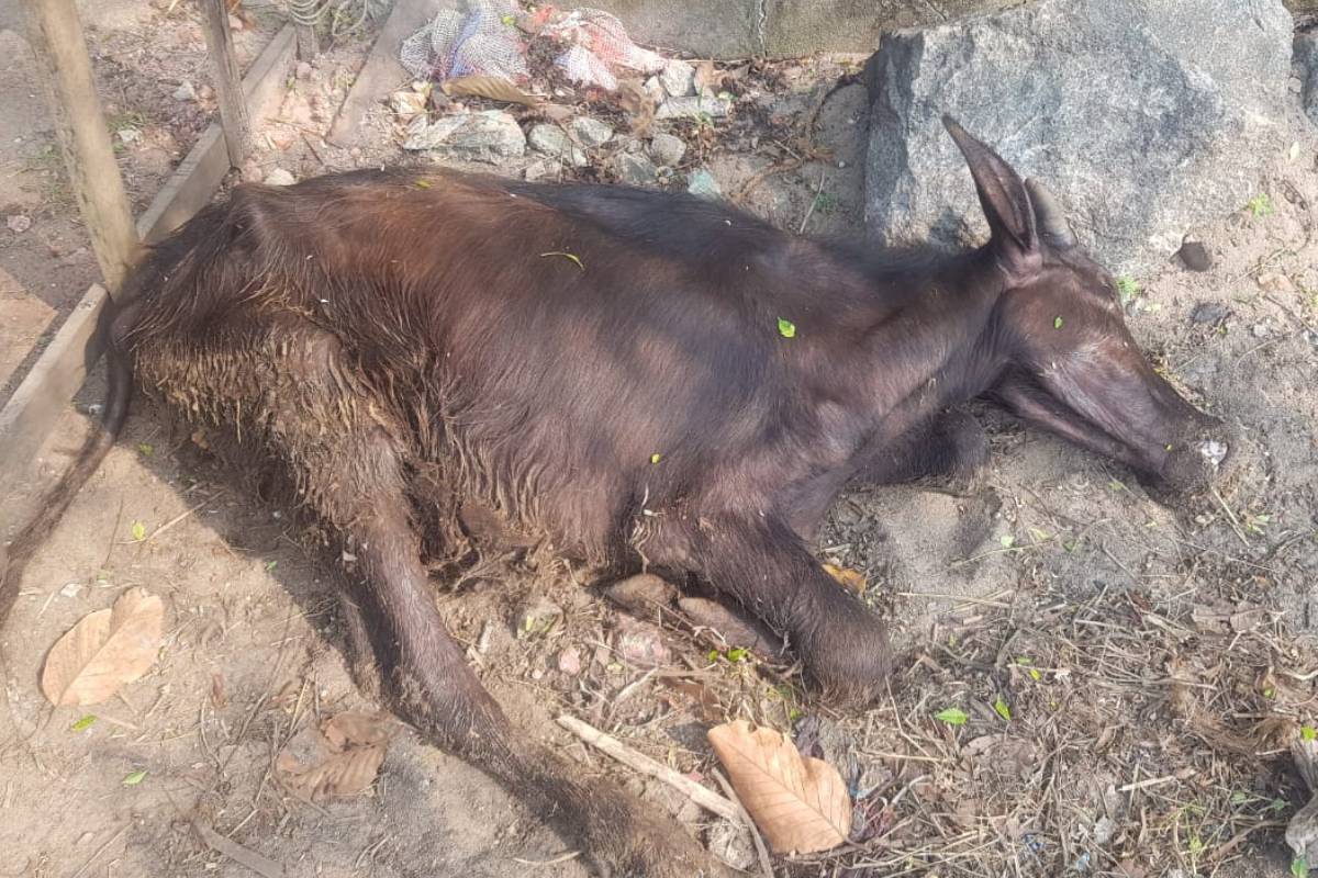  കൊല്ലം: ആന്ധ്രയിൽ നിന്ന് കൊണ്ടു വന്ന അറവു മാടുകളെയാണ് കൂട്ടത്തോടെ ചത്ത നിലയിൽ കണ്ടെത്തിയത്. കൊല്ലത്ത് ചത്ത ഏഴ് പോത്തുകളെ കണ്ടെത്തി.