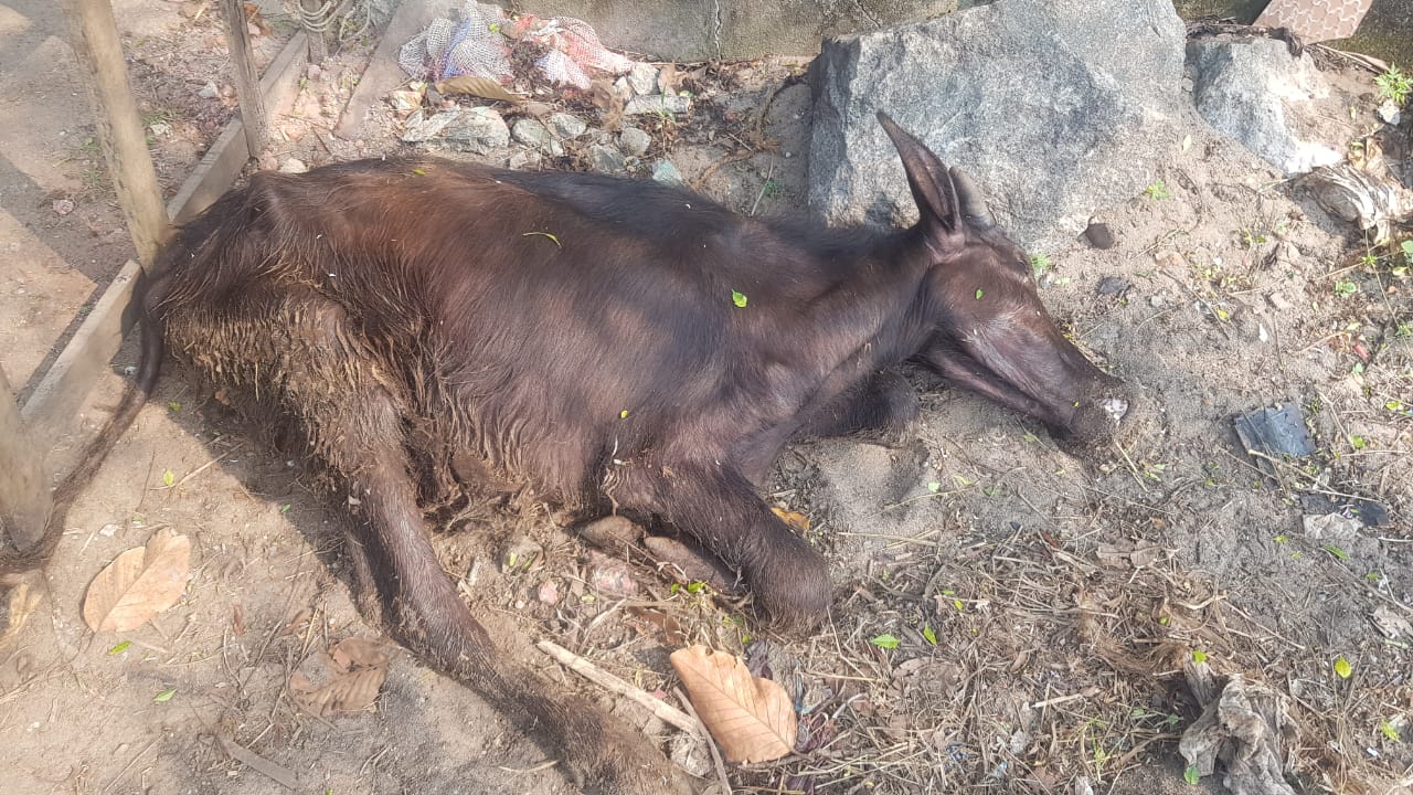  അധികൃതരെ അറിയിക്കാതെ ചത്ത മാടുകളെ കുഴിച്ചുമൂടാനുള്ള ശ്രമവും നടന്നു. എന്നാൽ, വിവരമറിഞ്ഞെത്തിയ ആരോഗ്യ വകുപ്പ് ഉദ്യോഗസ്ഥർ കുഴിച്ചുമൂടാനുള്ള ശ്രമം തടഞ്ഞു.