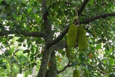 രാത്രി വീട്ടിനുള്ളിൽ ഉറങ്ങിക്കിടന്ന വീട്ടമ്മ രാവിലെ 22 അടി ഉയരത്തിലുള്ള പ്ലാവിന്റെ കൊമ്പിൽ; ഫയർഫോഴ്സെത്തി താഴെയിറക്കി രാത്രി വീട്ടിനുള്ളിൽ ഉറങ്ങിക്കിടന്ന വീട്ടമ്മ രാവിലെ 22 അടി ഉയരത്തിലുള്ള പ്ലാവിന്റെ കൊമ്പിൽ; ഫയർഫോഴ്സെത്തി താഴെയിറക്കി