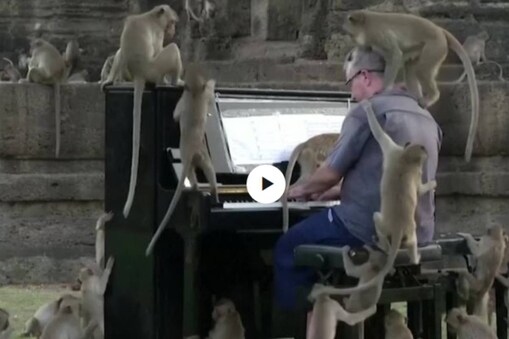 monkeys and pianist