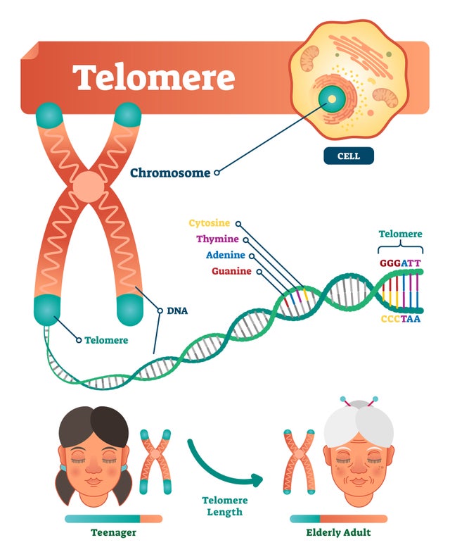 The researchers say that the length of the telomeres of the participants increased after the experiment. The average increase is up to 20 percent. They also say that it can reduce the rate of degeneration of decayed cells by 37 percent. The main reason for the aging process is the shortening of the telomere.