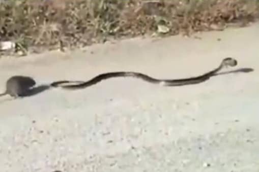 snake viral video