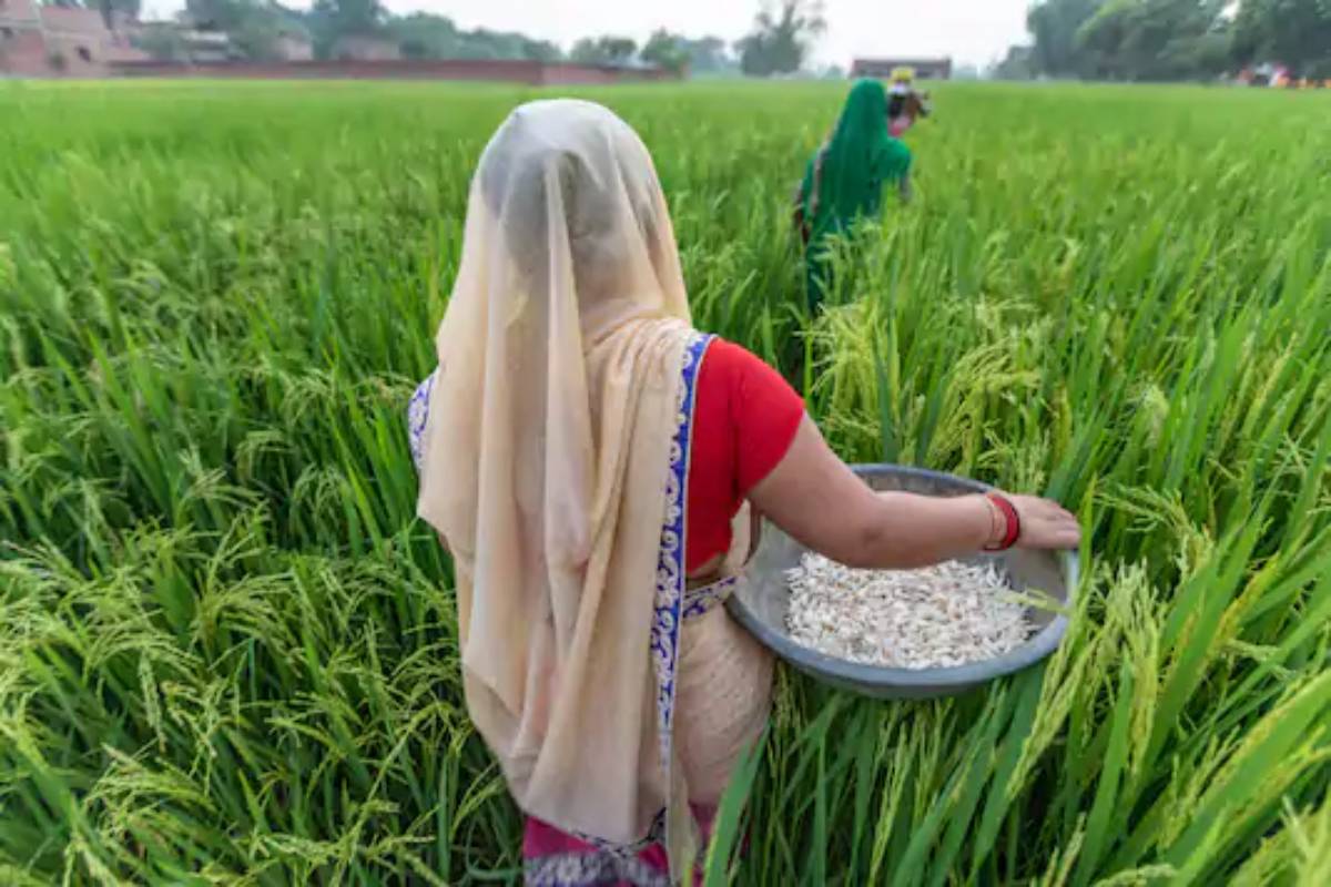 Opinion | കാർഷിക പരിഷ്കാരം: രാഷ്ട്രീയമല്ല, സാമ്പത്തിക സമൃദ്ധിയെയാണ് സ്വീകരിക്കേണ്ടത്