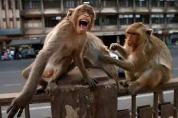 കുരങ്ങുകൾക്കായി ഒരു പുനരധിവാസകേന്ദ്രം; രണ്ടേകാൽ കോടിയുടെ പദ്ധതി തെലങ്കാനയിൽ കുരങ്ങുകൾക്കായി ഒരു പുനരധിവാസകേന്ദ്രം; രണ്ടേകാൽ കോടിയുടെ പദ്ധതി തെലങ്കാനയിൽ