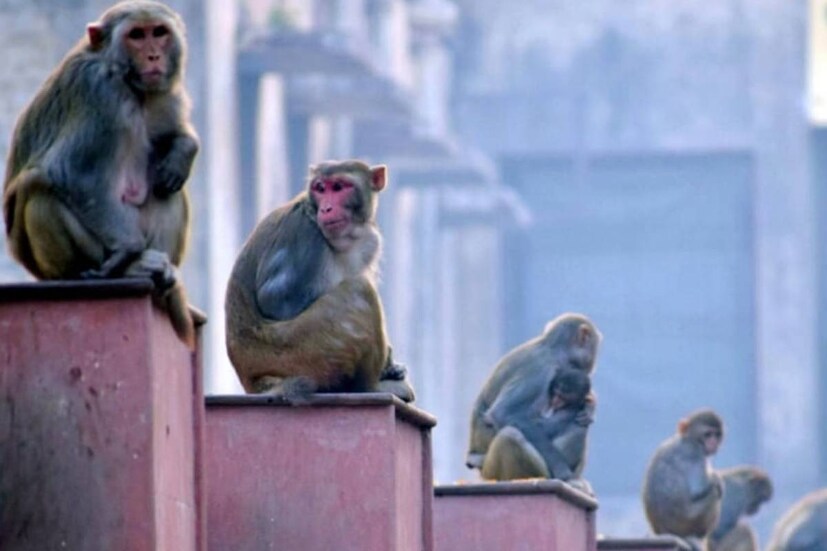  സരങ്ക്പുരിലെ ചിഞ്ചോലിയിൽ മുഖ്യപദ്ധതിയായി നടപ്പാക്കുന്ന കുരങ്ങ് പുനരധിവാസ കേന്ദ്രത്തിന് 2.25 കോടി രൂപയാണ് മുതല്‍ മുടക്ക്. വനആവാസ വ്യവസ്ഥയിലുണ്ടായ ജൈവീക സമ്മർദ്ദങ്ങളും കുരങ്ങുകളുടെ എണ്ണത്തിലുണ്ടായ വൻ വർധനവും കണക്കിലെടുത്ത് വനംവകുപ്പാണ് ഇത്തരമൊരു സംവിധാനം ഒരുക്കിയത്.