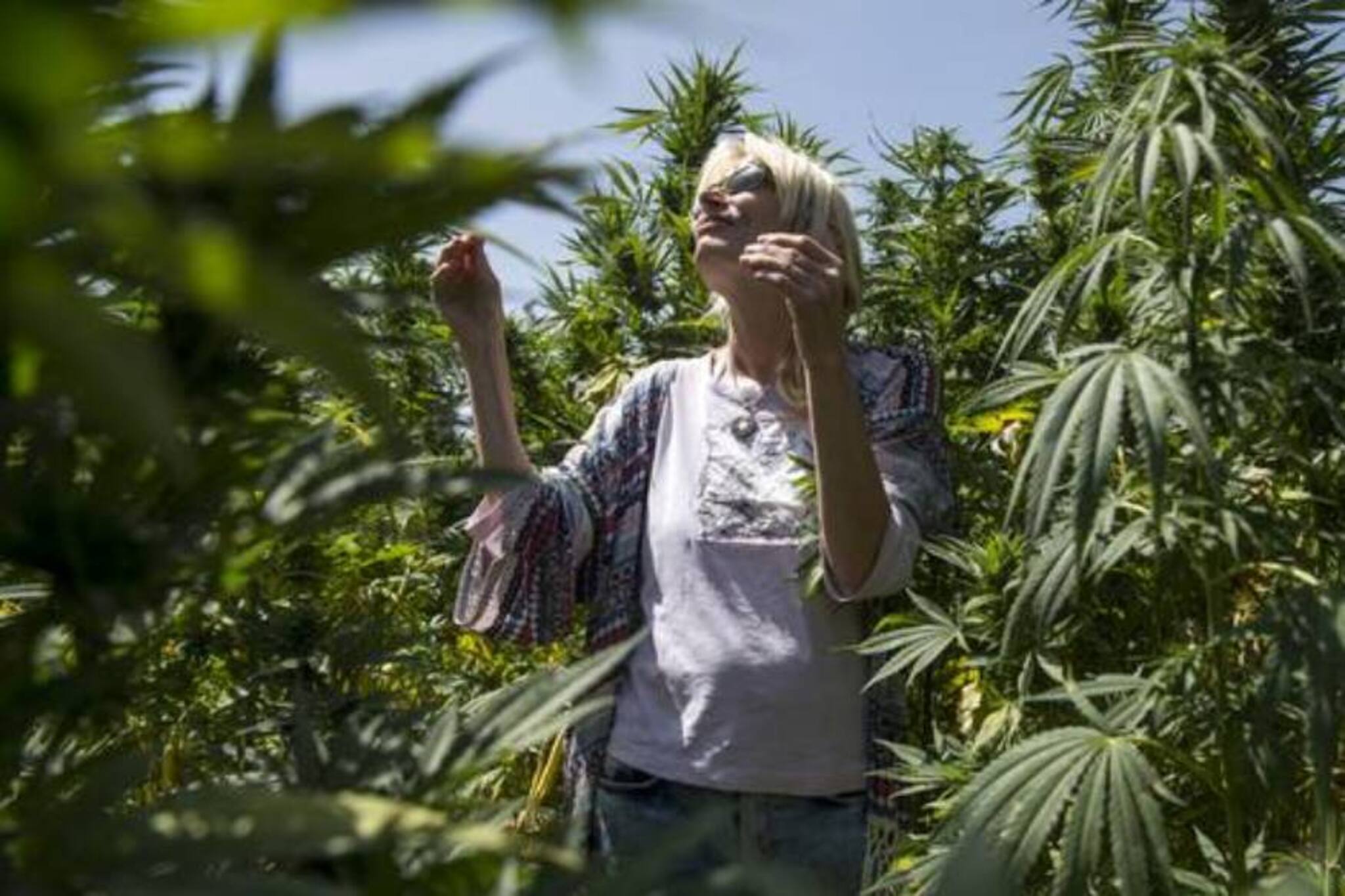 കഞ്ചാവ്‌ ചെടി വളര്‍ത്താം, വലിക്കാം; ഈ രാജ്യങ്ങളിലെ നിയമങ്ങള്‍ ഇങ്ങനെ