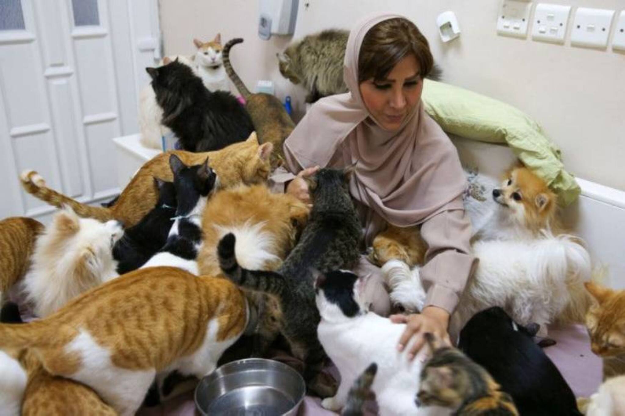 വീട്ടിൽ 480 പൂച്ചകളും 12 പട്ടികളും; അറബ് വനിതയുടെ പ്രതിമാസ ചെലവ് ആറ് ലക്ഷം രൂപയോളം