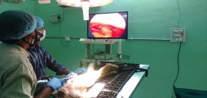  ശാരീരിക പ്രശ്നങ്ങൾ ഉള്ള കുരങ്ങുകളെയും ഇവിടെ ചികിത്സയ്ക്കായെത്തിക്കും. വെറ്ററിനറി വിദഗ്ധർ, സഹായികൾ, ലാബ്, എല്ലാവിധ സൗകര്യങ്ങളും ഉള്ള ഓപ്പറേഷൻ തിയറ്റർ എന്നിവയും കേന്ദ്രത്തിലുണ്ടാകും. കുരങ്ങുകളെ പാർപ്പിക്കുന്നതിനായി പ്രത്യേക കൂടുകള്‍ ഒരുക്കിയിട്ടുണ്ട്. ഇതിന് പുറമെ അവയ്ക്കിഷ്ടപ്പെട്ട പഴങ്ങളുടെ മരങ്ങളും പ്രദേശത്ത് വച്ചുപിടിപ്പിച്ചിട്ടുണ്ടെന്നും അധികൃതർ പറയുന്നു.