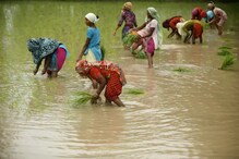മൂന്ന് പതിറ്റാണ്ടുകള്‍ക്ക് ശേഷം  ഇന്ത്യയില്‍ നിന്നുള്ള അരി ഇറക്കുമതി പുനരാരംഭിച്ച് ചൈന