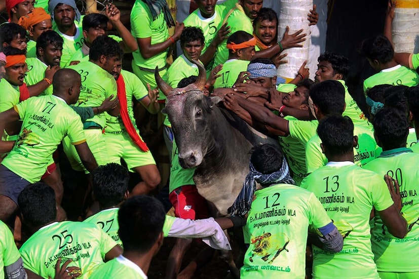 The Game: The sport involves a natively reared stud that is set free inside an arena filled with young participants. The challenge lies in taming the bull with bare hands. (Image: AP)