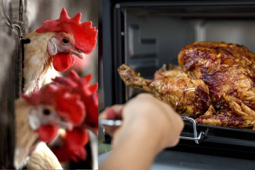 Bird Flu | മൈക്രോവേവ് ഓവനിൽ പാചകം ചെയ്ത കോഴിയിറച്ചി സുരക്ഷിതമാണോ?