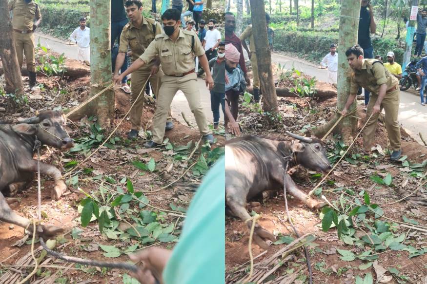 ഓമശ്ശേരിയിലെ 'ജല്ലിക്കെട്ട്': വിരണ്ടോടിയ പോത്തിന് പുറകേ നാട്ടുകാരുടെ ഓട്ടം