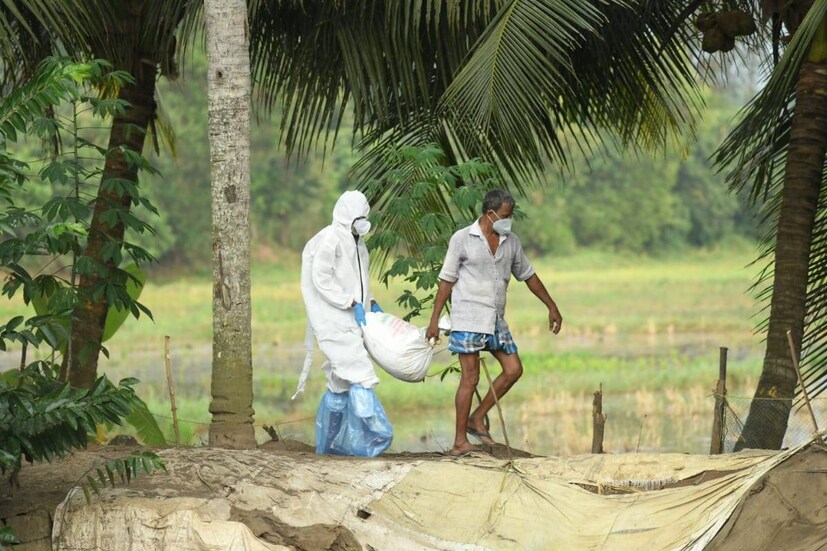  ആലപ്പുഴയിലെ നെടുമുടി പഞ്ചായത്തിൽ 7088ഉം പള്ളിപ്പാട് 2806 ഉം തകഴിയിൽ 6236 ഉം കരുവാറ്റയിൽ 4200 ഉം പക്ഷികളെയാണ് കൊന്നത്. ആലപ്പുഴയിൽ മൂന്നുദിവസം കൊണ്ട് 34,602 താറാവുകളെയാണ് കൊല്ലുന്നത്.