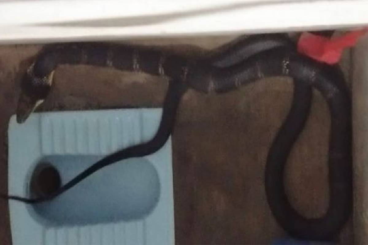 king cobra kalady