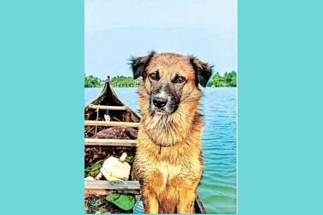 അണലിയുമായുള്ള പോരാട്ടത്തിൽ കടിയേറ്റു; ചികിത്സ നൽകിയിട്ടും രക്ഷിക്കാനായില്ല, നൊമ്പരമായി കുട്ടു അണലിയുമായുള്ള പോരാട്ടത്തിൽ കടിയേറ്റു; ചികിത്സ നൽകിയിട്ടും രക്ഷിക്കാനായില്ല, നൊമ്പരമായി കുട്ടു