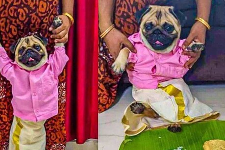 കല്യാണച്ചെക്കനായി അണിഞ്ഞൊരുങ്ങി 'മലയാളി' പഗ്; 'ഇവനൊരു പെണ്ണിനെ' വേണമെന്ന് ഉടമസ്ഥൻ കല്യാണച്ചെക്കനായി അണിഞ്ഞൊരുങ്ങി 'മലയാളി' പഗ്; 'ഇവനൊരു പെണ്ണിനെ' വേണമെന്ന് ഉടമസ്ഥൻ