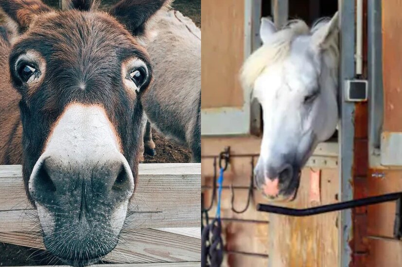 horses, mules, donkeys, donkeys population, Horses and Donkeys, Brook India, china business, china exports, china markets, horses population, గాడిదల సంఖ్య, గుర్రాల సంఖ్య, అంతరించిపోతున్న గుర్రాలు గాడిదలు,