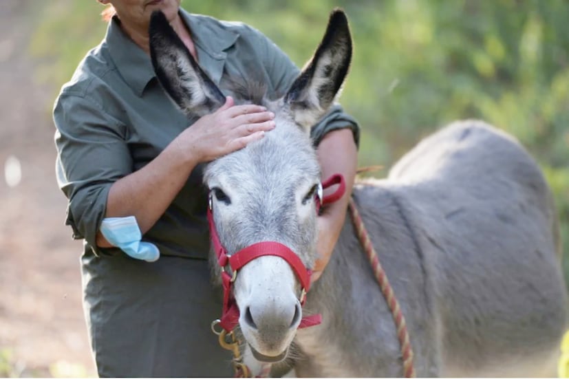 horses, mules, donkeys, donkeys population, Horses and Donkeys, Brook India, china business, china exports, china markets, horses population, గాడిదల సంఖ్య, గుర్రాల సంఖ్య, అంతరించిపోతున్న గుర్రాలు గాడిదలు,