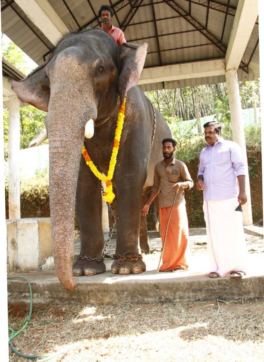  കോന്നി ആനത്താവളത്തിലെത്തുന്ന സഞ്ചാരികള്‍ക്ക് ആന മ്യൂസിയം പുതിയ അനുഭവം പകര്‍ന്നു നല്‍കും. ആനയെ സംബന്ധിച്ച് കുട്ടികള്‍ക്ക് അറിവ് പകര്‍ന്നു നല്‍കാനുള്ള സംവിധാനങ്ങളും മ്യൂസിയത്തില്‍ ഒരുക്കിയിട്ടുണ്ട്. ആനത്താവളത്തില്‍ കൂടുതല്‍ ആനയെ എത്തിക്കണമെന്ന് ആവശ്യപ്പെട്ട് മന്ത്രിയെ കണ്ട് അഭ്യര്‍ഥിച്ചിരുന്നു. ഏഴ് ആനയെ നല്‍കണം എന്ന് ആവശ്യപ്പെട്ട് കത്തും നല്‍കിയിരുന്നു. ഇപ്പോള്‍ ഒരു ആനയെ എത്തിച്ചിട്ടുണ്ട്. കോന്നി സുരേന്ദ്രന്‍ ഉള്‍പ്പെടെയുള്ള ആനകളെ തിരികെ എത്തിക്കുന്നതിനും കൂടുതല്‍ ആനകളെ ലഭിക്കുന്നതിനും തുടര്‍ന്നും പ്രവര്‍ത്തനം നടത്തും