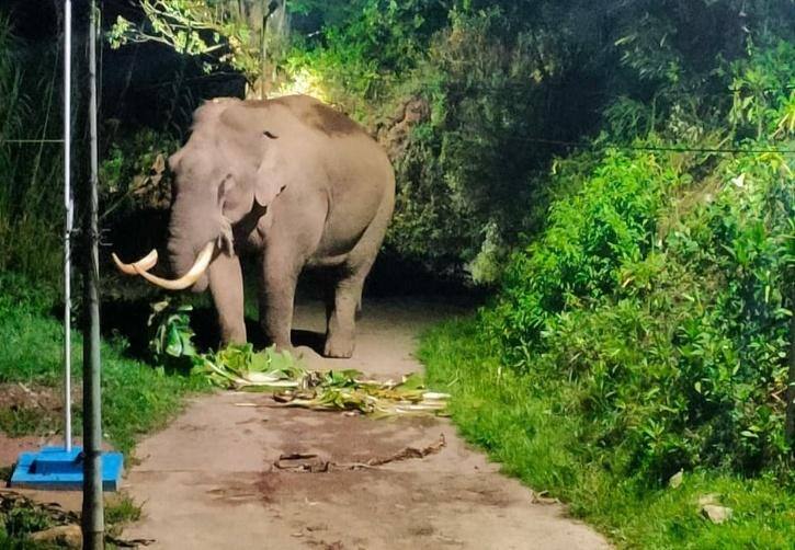 മൂന്നാറിലെ സ്ഥിരം സാന്നധ്യമായി പടയപ്പ നേരത്തെ പലതവണ കടകൾ തകർത്ത് ഭക്ഷണ സാധനങ്ങൾ കഴിച്ചിട്ടുണ്ട്.