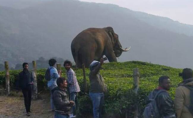 ടൗണിൽ ഉണ്ടായിരുന്ന ഗൈഡുമാരും പച്ചക്കറി ചന്തയിലെ ചുമട്ടുകാരും എത്തി പടക്കം പൊട്ടിച്ചും ഒച്ചയുണ്ടാക്കിയുമാണ് പടയപ്പയെ പിന്തിരിപ്പിച്ചത്. 30,000 രൂപയുടെ നഷ്ടം ഉണ്ടായതായി പാൽരാജ് പറയുന്നു.