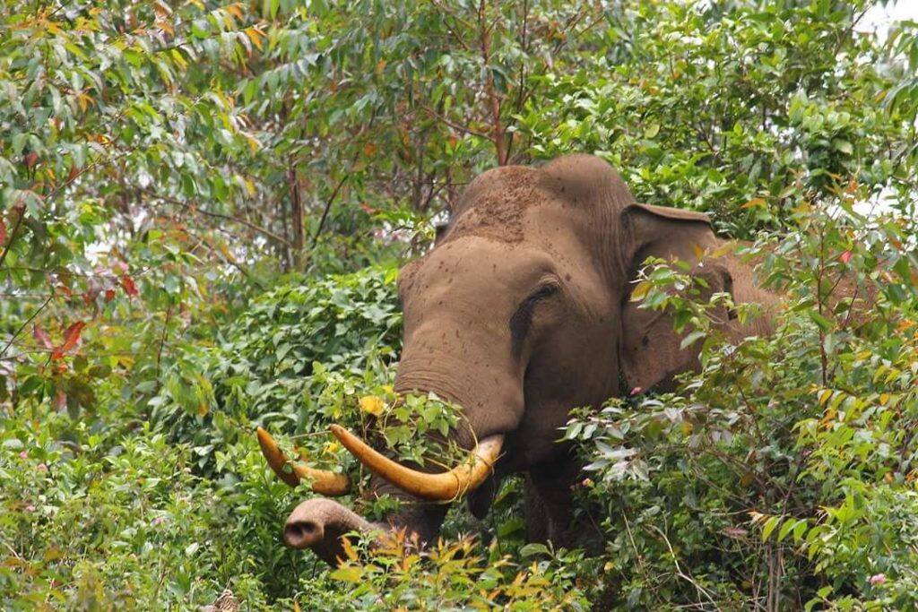 പടയപ്പ