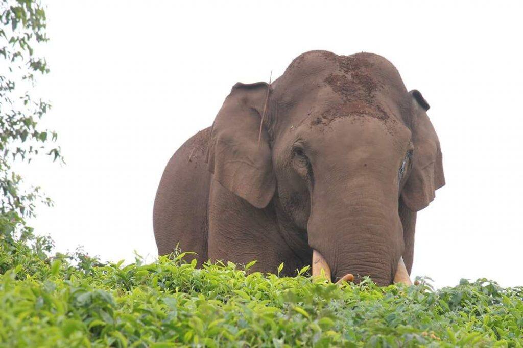 പടയപ്പ