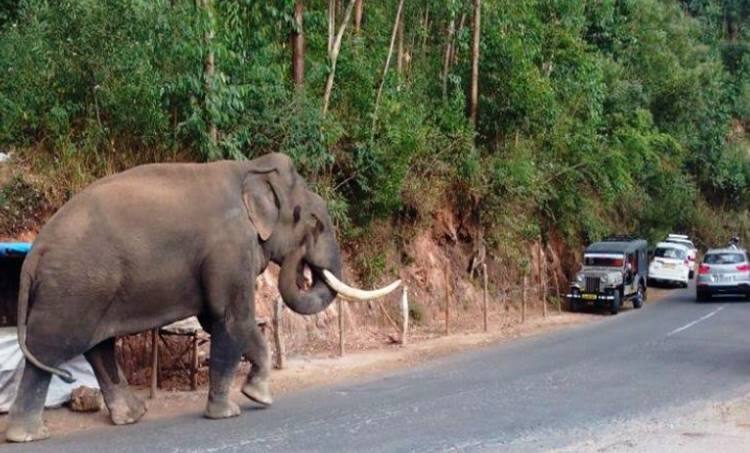 പടയപ്പ
