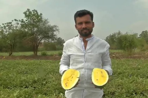Basavaraj, a graduate from Koralli village in Kalaburagi has cultivated yellow watermelons in his field. (Credit: ANI/twitter)