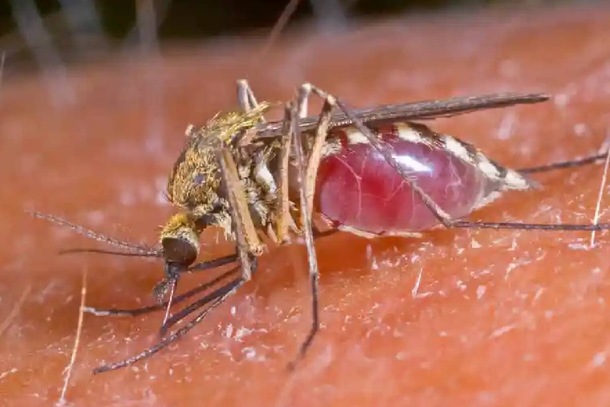 Mosquito