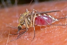 Mosquito Eradication | കൊതുകിനെ തുരത്താന്‍ കൊച്ചി കോര്‍പറേഷന്‍; കര്‍മ്മ പദ്ധതിയ്ക്ക് രൂപംനല്‍കി